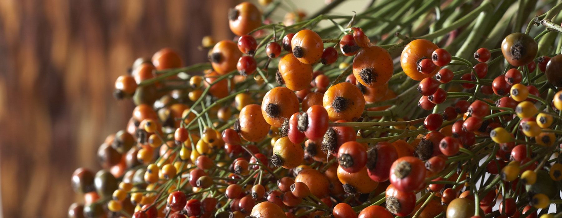 15 bijzondere soorten